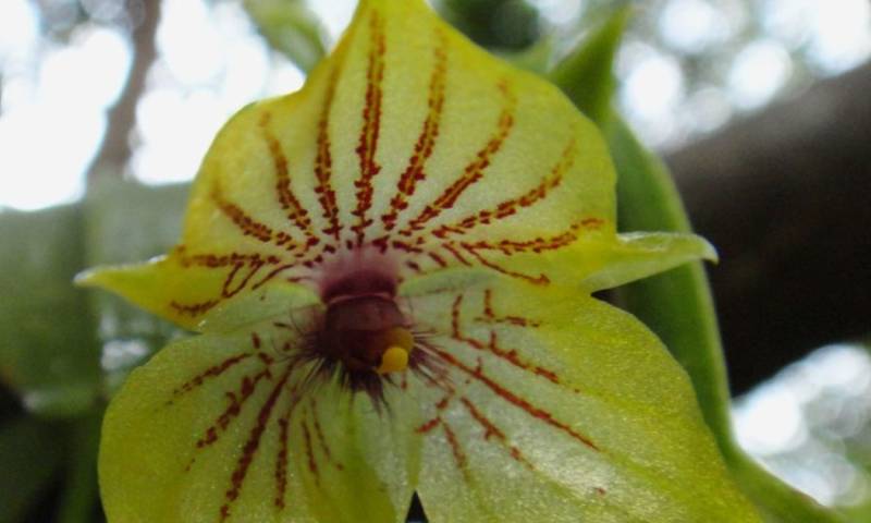 Telipogon es un género diverso de orquídeas neotropicales que abarca aproximadamente 240 especies / Foto: cortesía