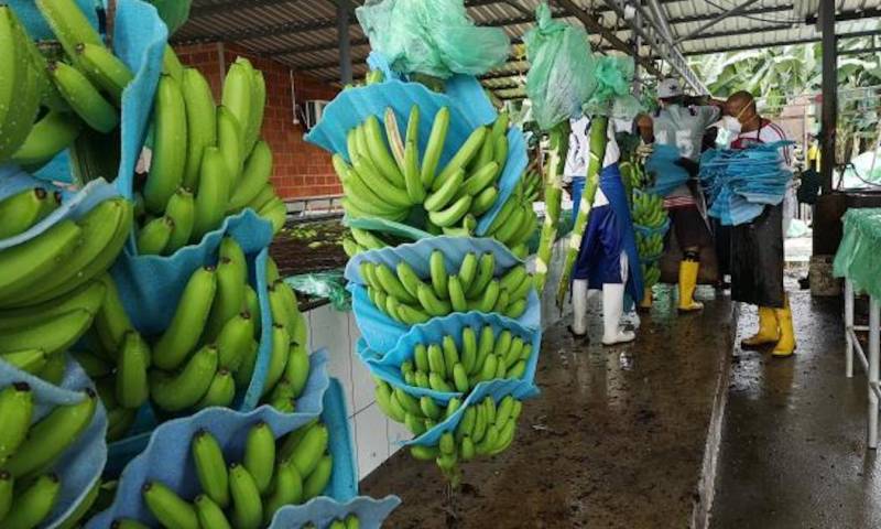 Bananeros piden auxilio ante colapso de ventas a Rusia y Ucrania / Foto: Google Images