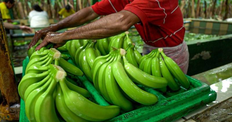 El banano alcanzó exportaciones por $ 2.044 millones / Foto: cortesía MAGP
