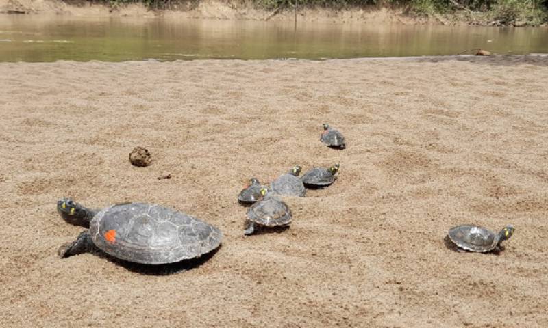29 especies de vida silvestre volvieron a su hábitat en el Yasuní / Foto: Cortesía Ministerio de Ambiente