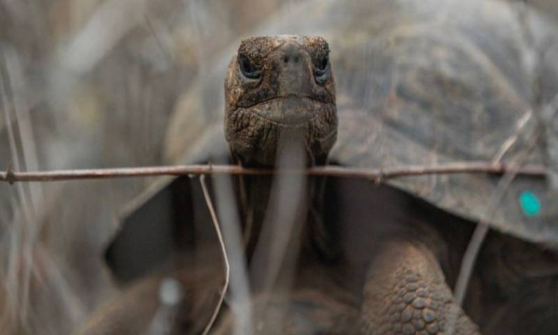 El Gobierno anticipó que próximamente se realizará la liberación de un nuevo grupo de tortugas / Foto: cortesía Ministerio de Ambiente 
