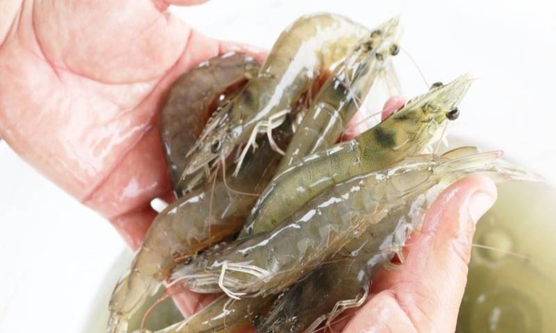 Entre los productos con mayor proyección se encuentran el camarón, el banano, el atún, las flores y el cacao / Foto: cortesía Camae