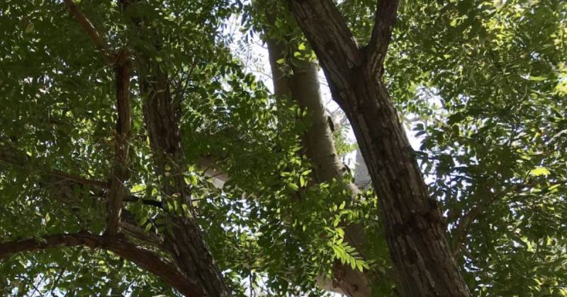 La madera de cedro ha sido históricamente utilizada para construir muebles de alta gama en todo el mundo / Foto: cortesía MAATE