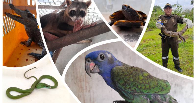 Las operaciones contaron con apoyo de las Fuerzas Armadas, la Policía Nacional, WCS Ecuador y la UNODC / Foto: cortesía MAE