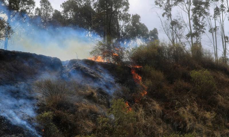 En la provincia de Loja se ha registrado la afectación de unas seis hectáreas de vegetación / Foto: EFE