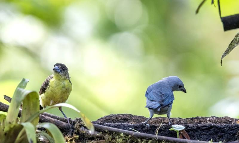 1.673 aves han sido documentadas con evidencia y 49 aún requieren documentación sólida para confirmar su presencia efectiva en el país / Foto: EFE