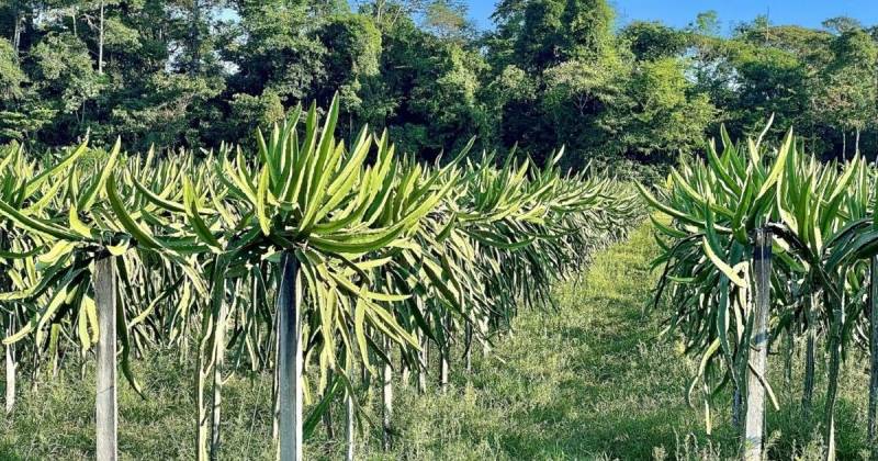 Los datos fueron analizados por la Fundación EcoCiencia para la iniciativa MapBiomas Ecuador / Foto: cortesía
