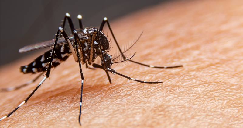 El oropouche es una enfermedad arboviral causada por el virus del mismo nombre, con circulación en América del Sur, Central y del Caribe/ Foto: cortesía