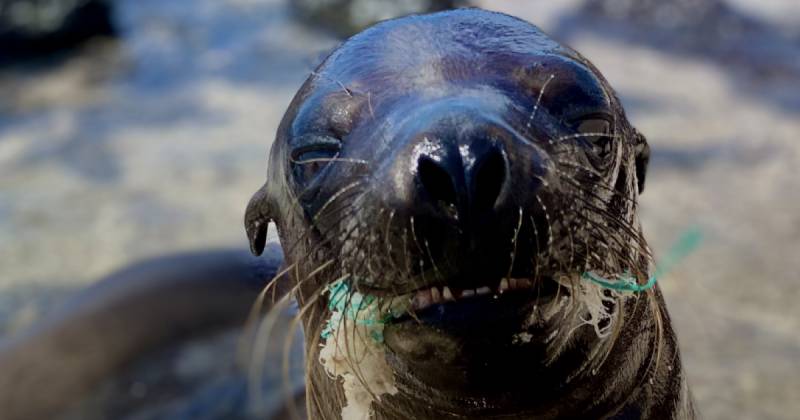 La investigación registra impactos sobre más de 96 especies / Foto: cortesía WWF Ecuador 