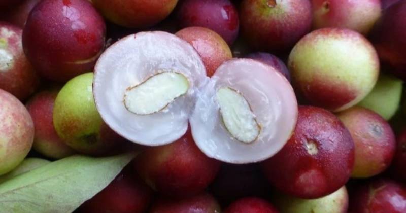 Algunas de estas delicias son tan exclusivas que solo se encuentran en estos bosques / Foto: cortesía Abc Blogs
