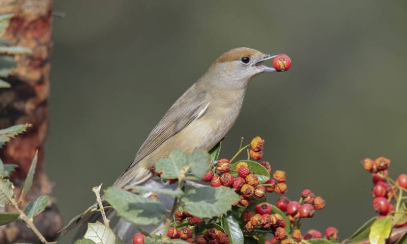 Los investigadores examinaron datos de reproducción de 201 poblaciones de 104 especies de aves de todo el mundo entre 1970 y 2019 / Foto: EFE