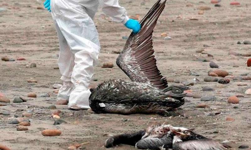 El MAATE informó este sábado que activó el protocolo de vigilancia y seguimiento en la provincia costera del Guayas, tras la presencia de aves muertas / Foto: cortesía