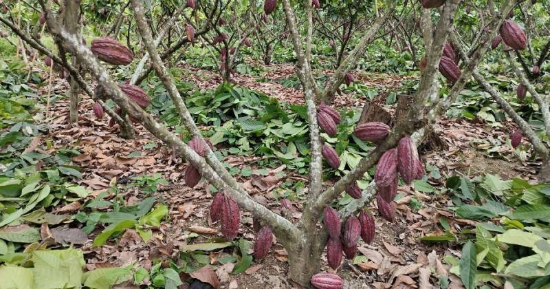 El aumento en las exportaciones de cacao responde al incremento en su precio internacional / Foto: cortesía Anecacao