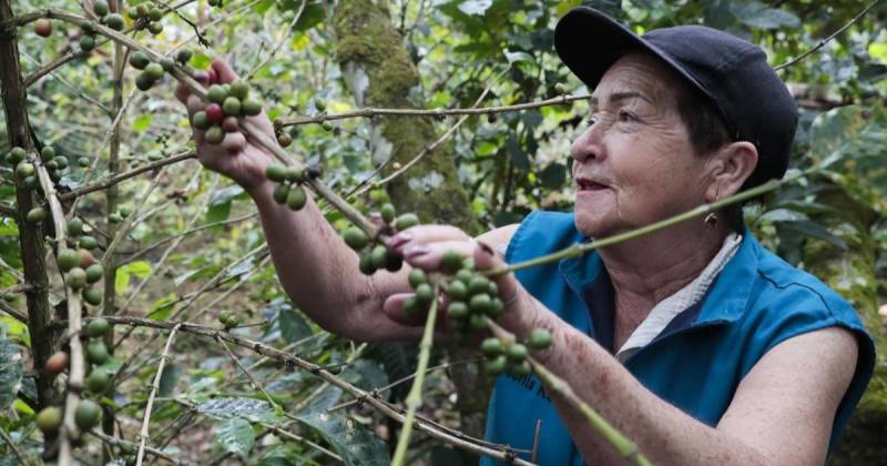 Colombia es el mayor productor mundial de café arábigo suave / Foto: EFE