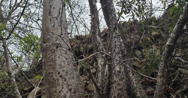 Spirotheca zapotillana pertenece a la familia Malvaceae / Foto: cortesía