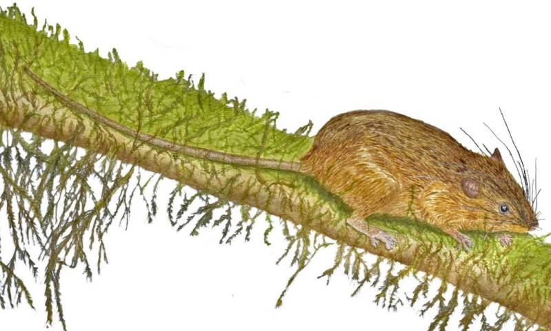 Investigadores describen nueva especie de roedor en Morona Santiago / Ilustración: cortesía Glenda Pozo