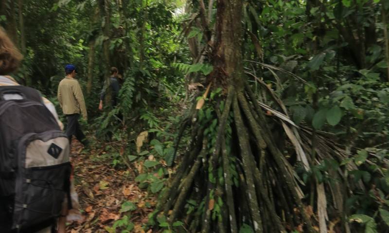 Estas raíces, conocidas como “zancos”, pueden alcanzar hasta 25 metros de longitud / Foto: El Oriente