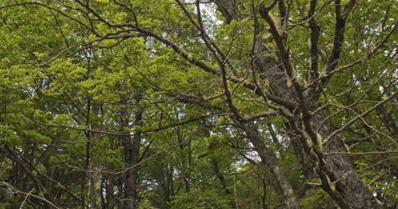 América Latina y el Caribe concentran el 23 % de los bosques del planeta / Foto: cortesía FAO