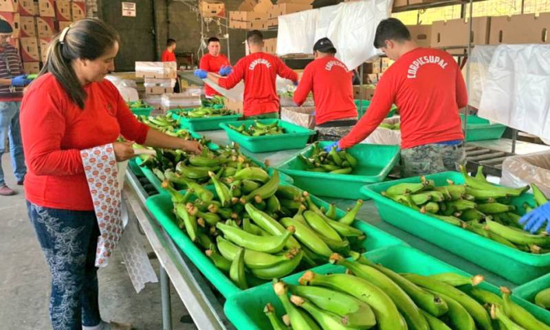 Las medidas de Agrocalidad contra el hongo Fusarium Raza Tropical 4 incluye visitas y capacitación a pequeños productores. - Foto: Ministerio de Agricultura. Foto: Primicias