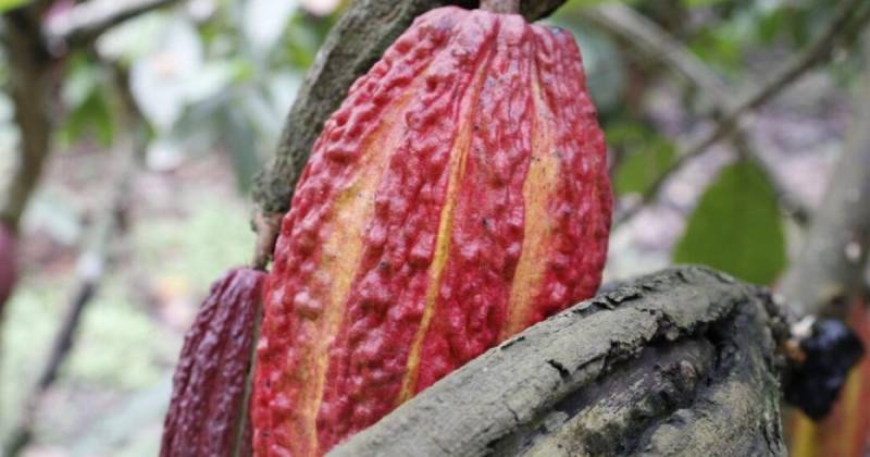 El cacao representa una de las principales exportaciones no petroleras del Ecuador / Foto: cortesía Anecacao