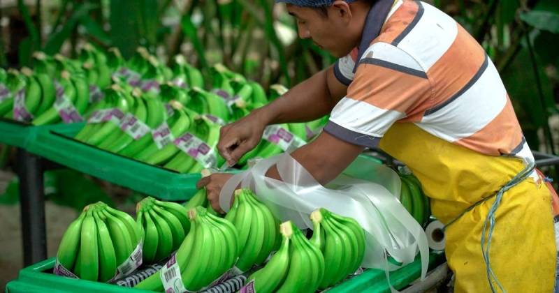 El banano es el principal producto orgánico ecuatoriano exportado a la Unión Europea / Foto: cortesía MAGP