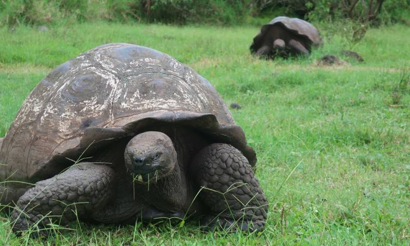 Entre las donaciones figuran un sistema de autonomía eléctrico, que consta de una acometida dedicada de 110 metros desde la sala de distribución de la Dirección del Parque Nacional Galápagos (DPNG) hasta el centro de control./ Foto: cortesía