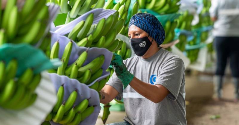 La Unión Europea se mantuvo como el principal destino del banano / Foto: cortesía Acorbanec