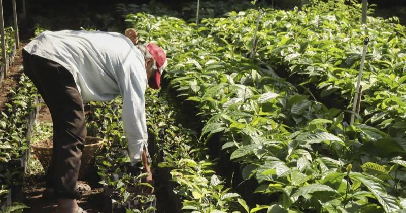 Colombia envió café por 1.508 millones de dólares en 2024, según datos de la ONU / Foto: EFE