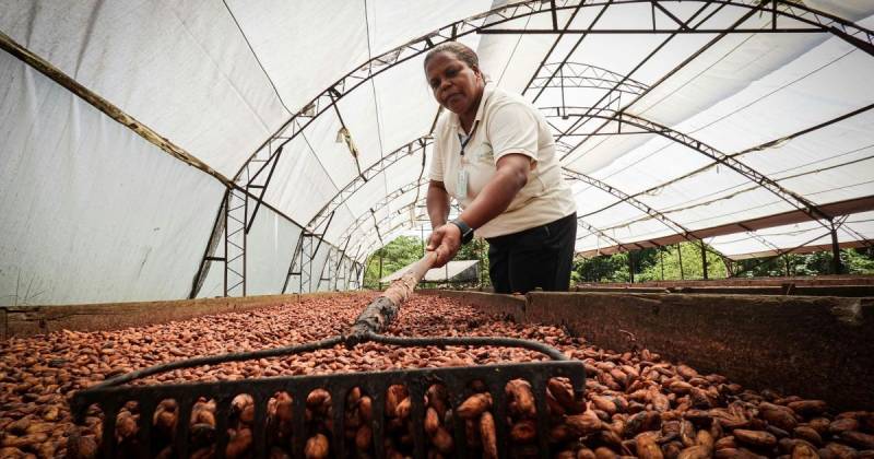 Según Mollison, la tecnificación del cultivo es determinante para aumentar la productividad y reducir costos operativos / Foto: cortesía