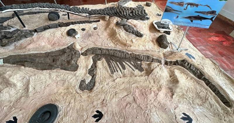 Dos de ellos pertenecen a géneros nuevos / Foto: cortesía Science Friday 