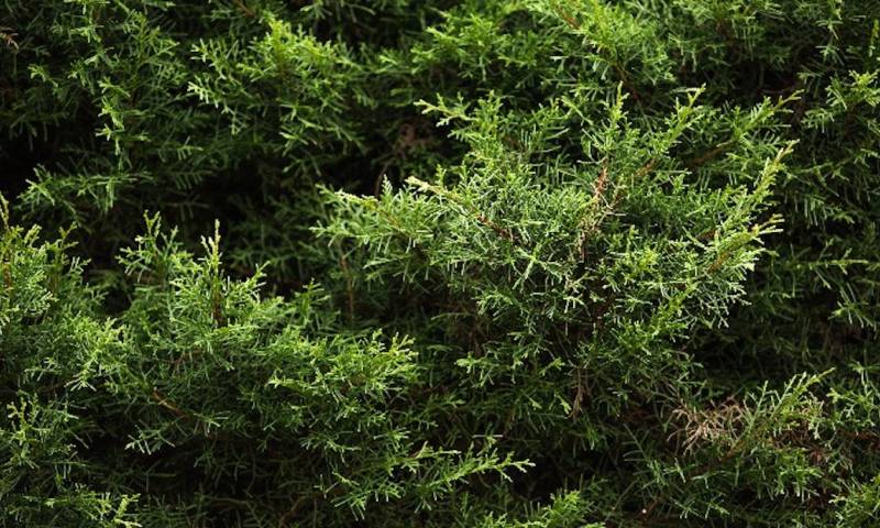 677 especies de plantas han sido introducidas en Ecuador, según estudio / Foto: cortesía ministerio de Ambiente