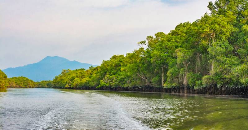 Los manglares se encuentran principalmente en las provincias costeras de Esmeraldas, Manabí, Guayas y El Oro/ Foto: cortesía