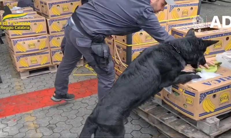 La cocaína resultó ser de calidad muy pura y estar en perfecto estado por lo que podría haber reportado a los traficantes unos ingresos de más de 800 millones de euros / Foto: cortesía Guardia de Finanza