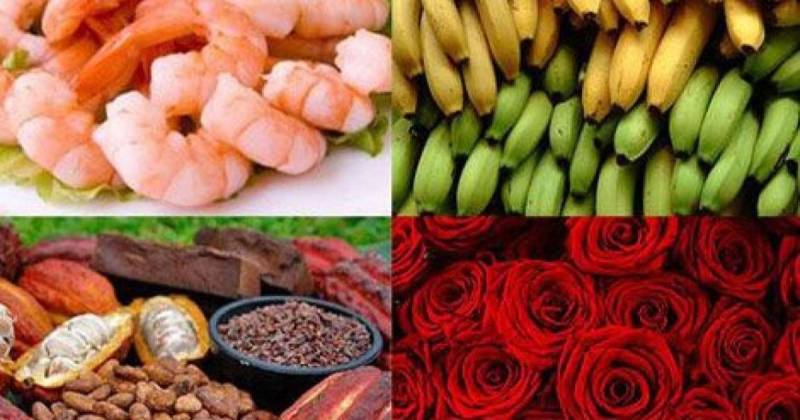 Las exportaciones totales aumentaron 8 % entre enero y octubre de 2025 / Foto: cortesía Cámara Marítima del Ecuador