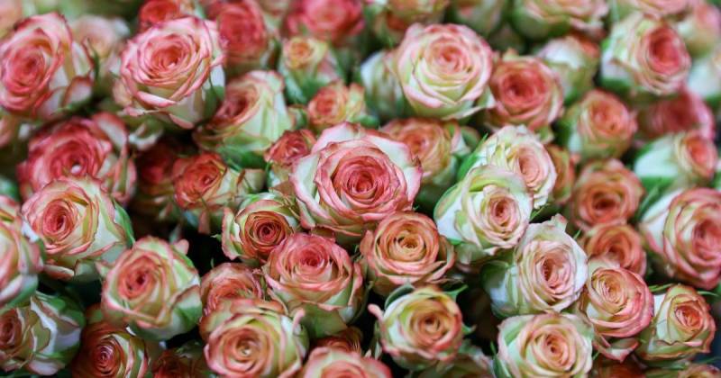 Las rosas llegaron al puerto de Shanghai el pasado 22 de agosto / Foto: EFE