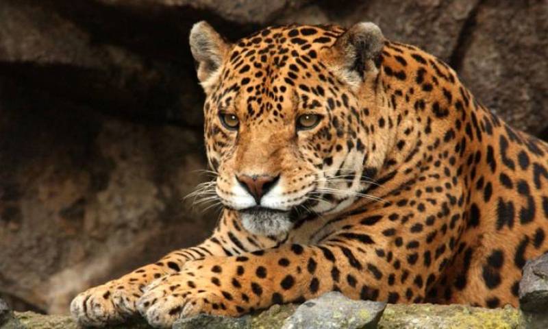 El equipamiento servirá para calcular el tamaño del hábitat de los especímenes marcados, que pueden ser tapires amazónicos, jaguares, puma, oso de anteojos, entre otros grandes mamíferos. (Cortesía)
