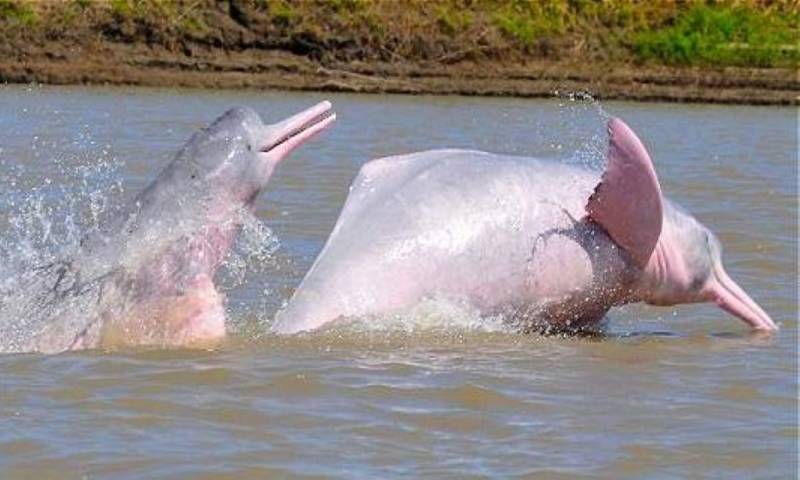 Los resultados evidencian que el mercurio ingresa a la cadena alimenticia a través de peces contaminados / Foto: cortesía Ministerio de Turismo de Colombia