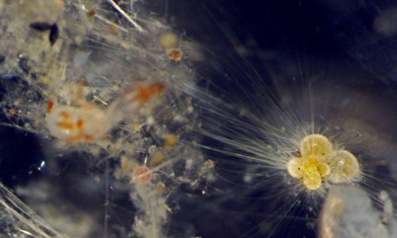 Los fósiles revelan cómo surgió la biodiversidad actual hace 15 millones años / Foto: EFE