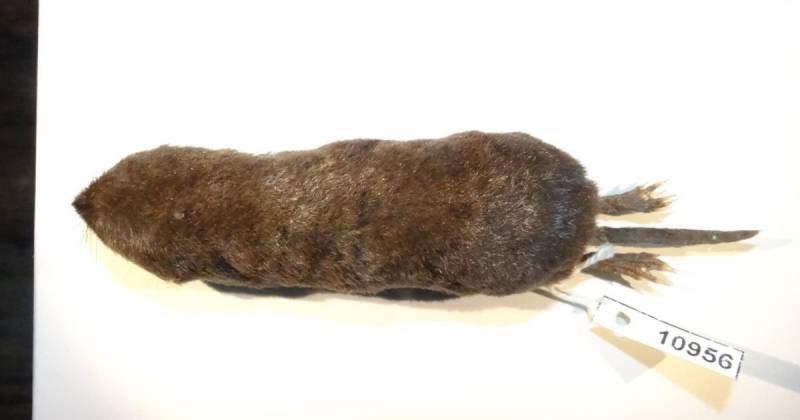 La especie llamada Cryptotis albujal, recibe su nombre en honor al doctor Luís Albuja, prestigioso mastozoólogo/ Foto: EFE