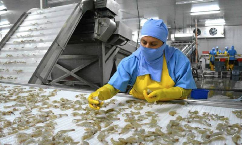 Este nuevo préstamo estará destinado para el programa de reforzamiento de las redes de distribución eléctrica del sector camaronero/ Foto: cortesía
