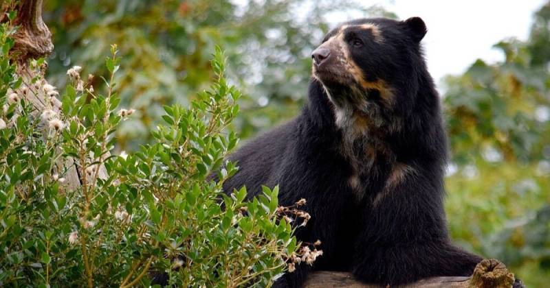 El oso de anteojos está catalogado en peligro de extinción por el Libro Rojo de Mamíferos del Ecuador / Foto: cortesía WWF Ecuador