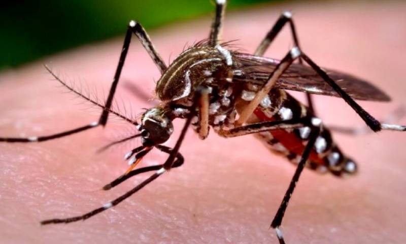 Ecuador registra primer caso de chikunguña en persona procedente de Paraguay / Foto: cortesía