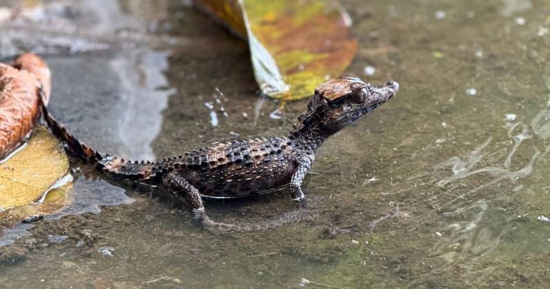 Entre los animales que retornaron a su hábitat natural se encuentran boas, caimanes, tortugas, un puercoespín y un perico cabecioscuro / Foto: cortesía MAE