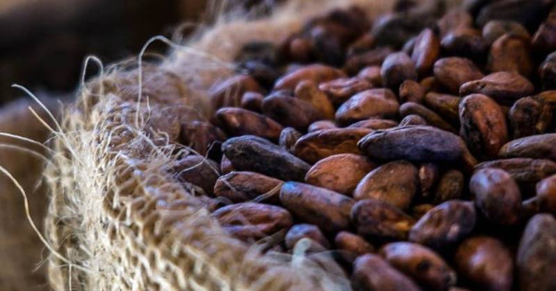Los precios del cacao continúan siendo un factor de preocupación para la industria chocolatera global / Foto: cortesía
