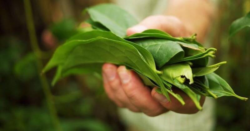 La guayusa es un árbol cuyas hojas se utilizan para infusiones energizantes / Foto: cortesía Balance Products