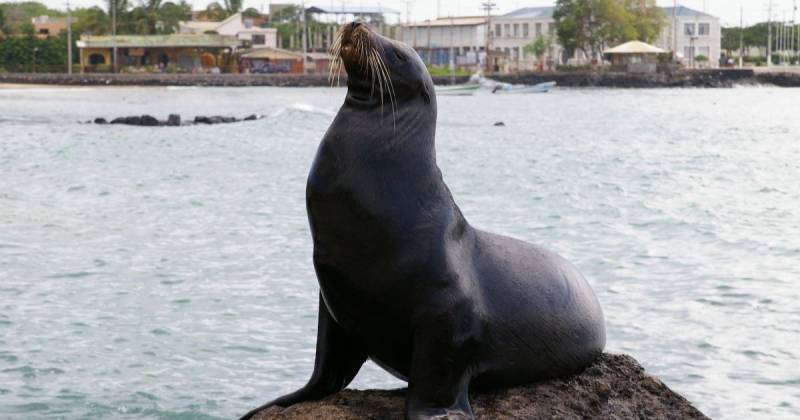 Uno de los ejemplos más destacados es el aumento de las tarifas de entrada a las Islas Galápagos / Foto: Pixabay