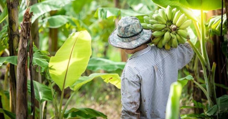 Entre las principales causas que han derivado en esta situación se encuentran las enfermedades como el moko y la sigatoka negra / Foto: cortesía Camae
