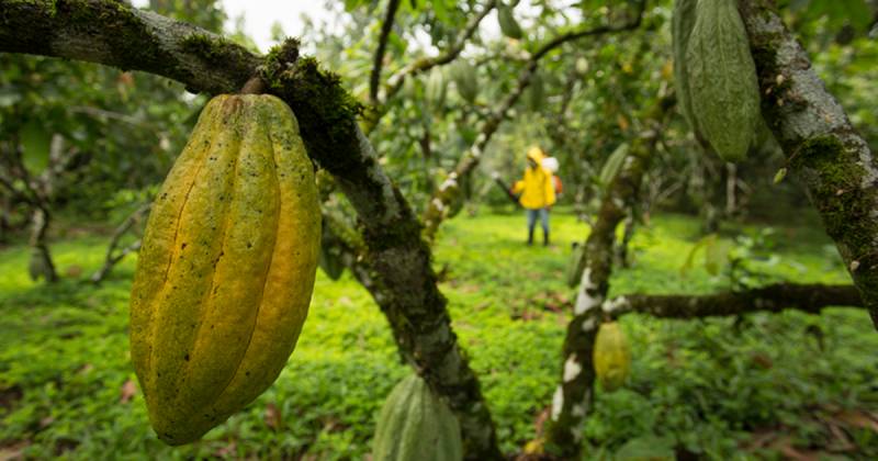 La normativa afecta al ganado, el cacao, el café, el aceite de palma, la soja, la madera y el caucho / Foto: cortesía Ministerio de Agricultura