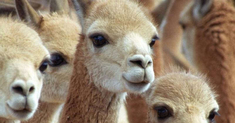 El objetivo es actualizar la información sobre la población de esta emblemática especie de camélidos / Foto: EFE