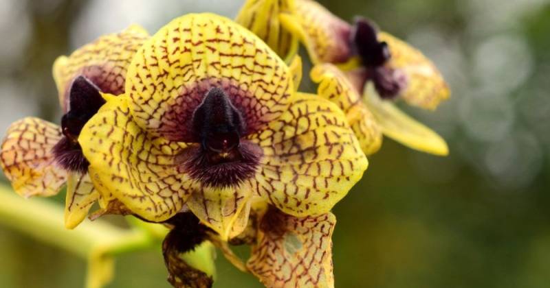 El instituto reportó cinco nuevas especies de plantas, entre orquídeas y árboles / Foto: cortesía MAE
